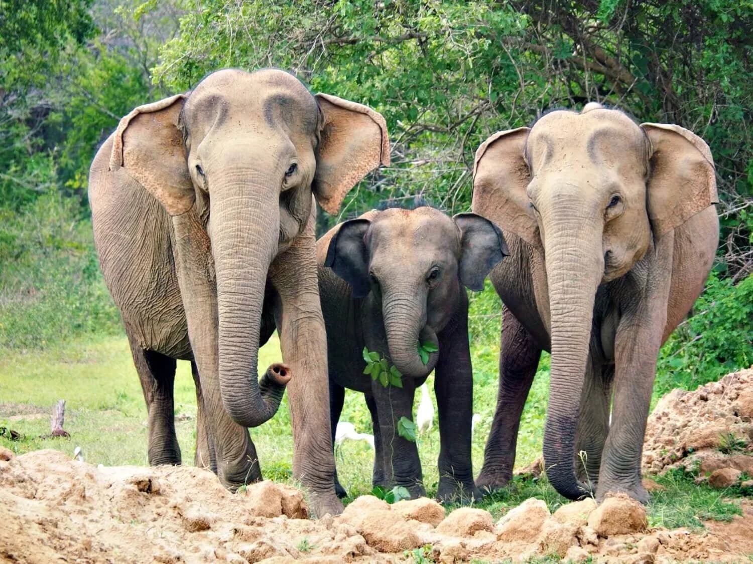 Yala National Park Safari Back
