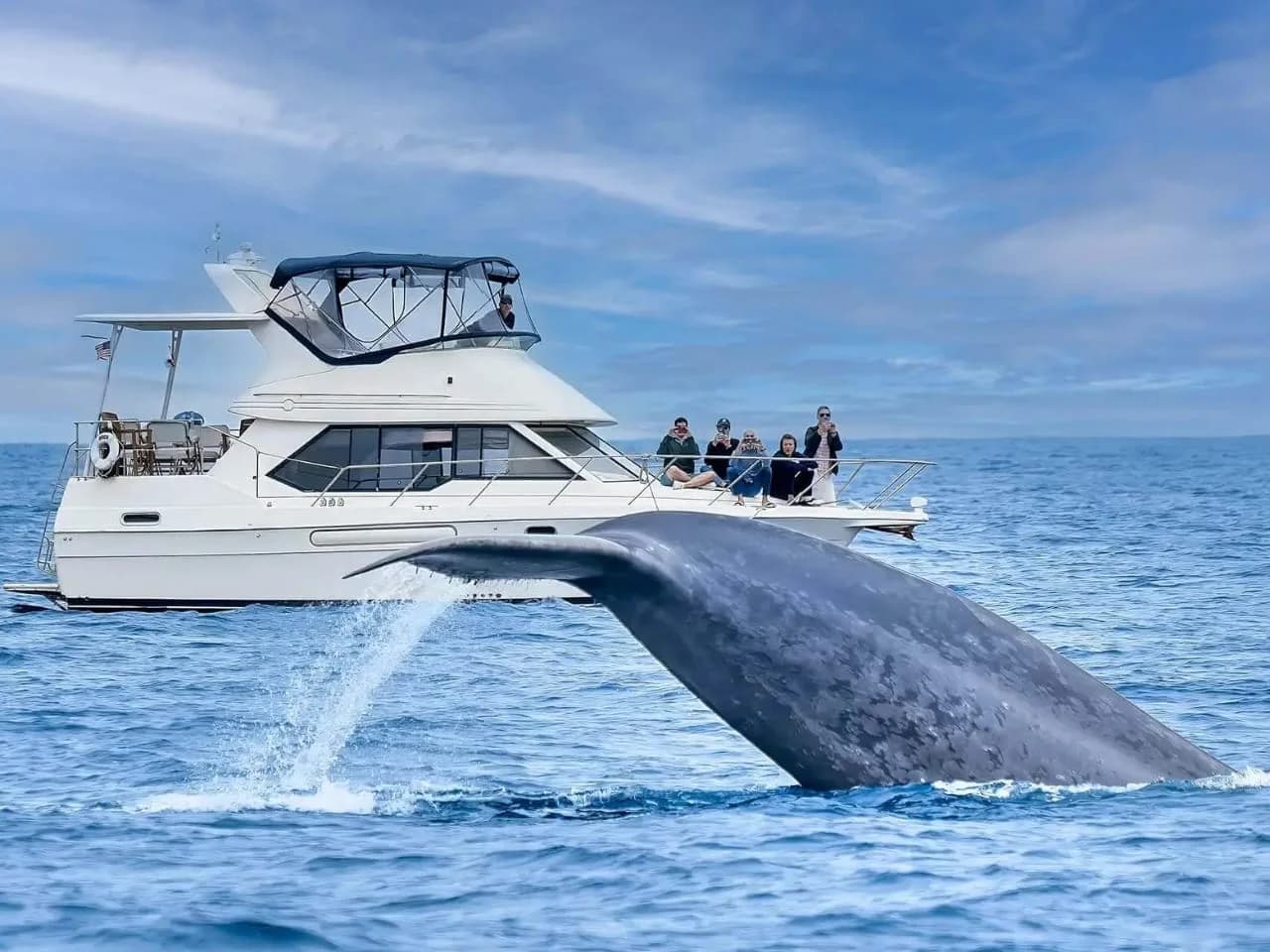 Mirissa Whale Watching Safari